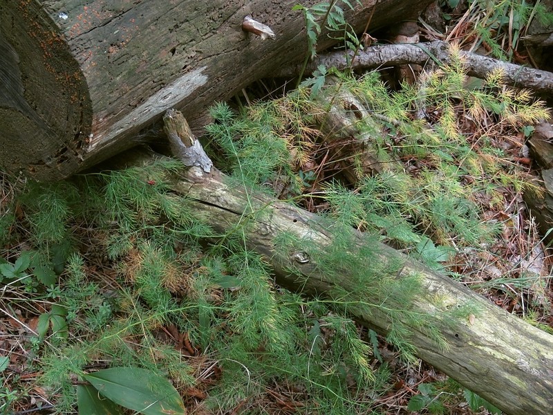 Asparagus tenuifolius photo 4