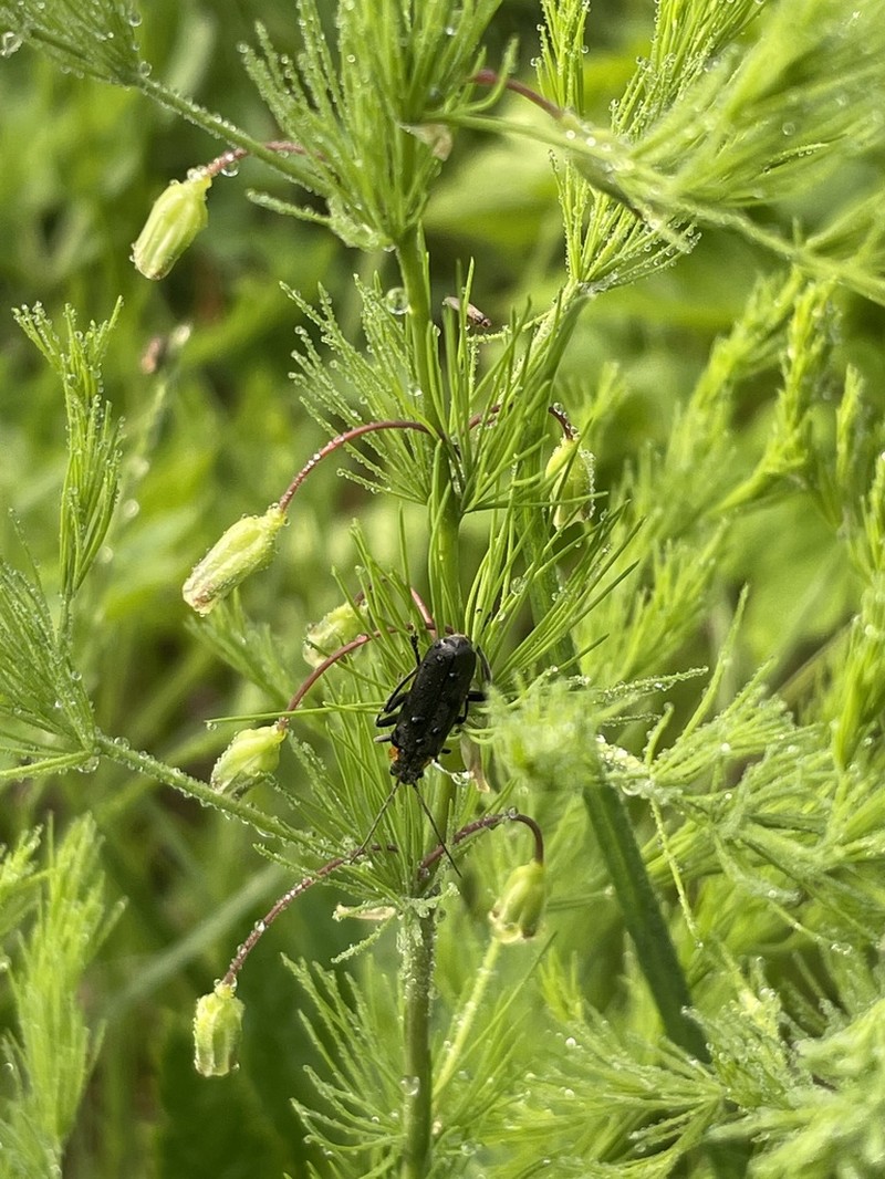 Asparagus tenuifolius photo 5