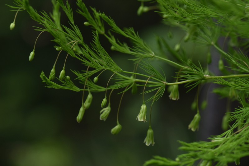 Asparagus tenuifolius photo 6