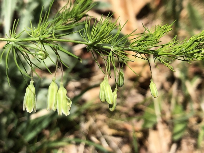 Asparagus tenuifolius photo 7