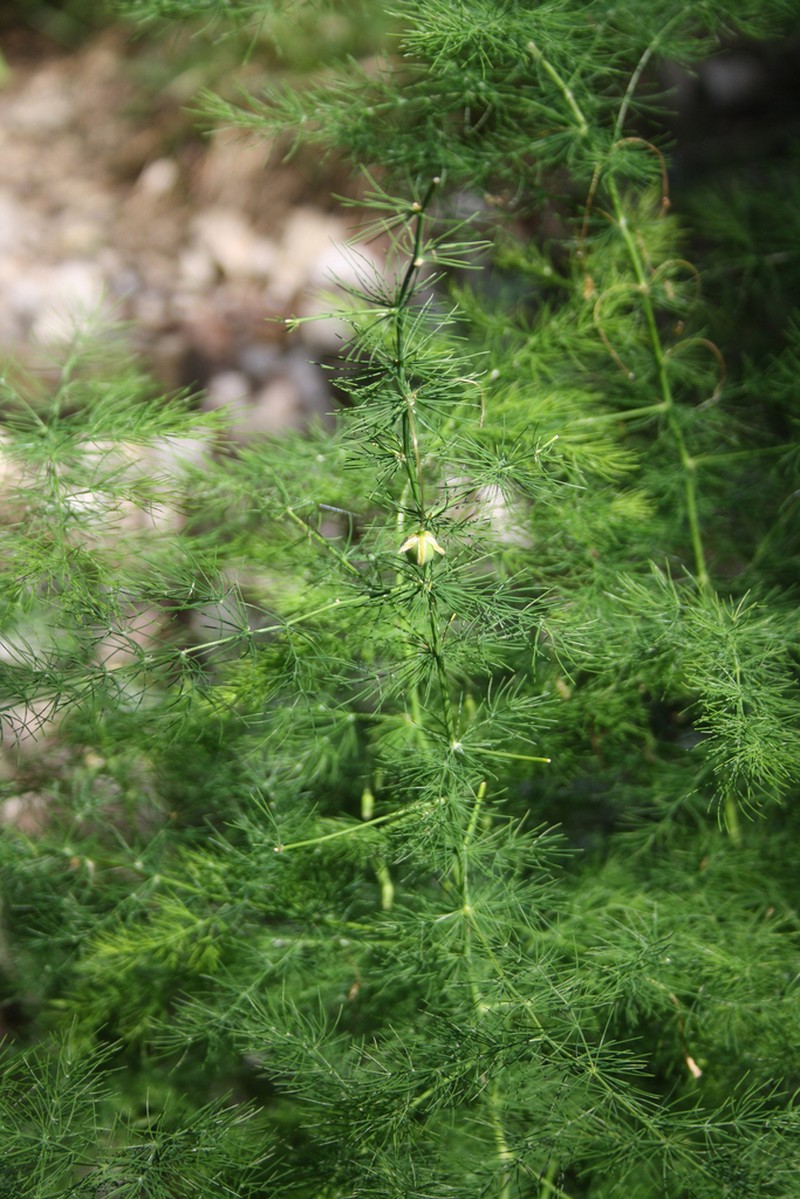 Asparagus tenuifolius photo 8