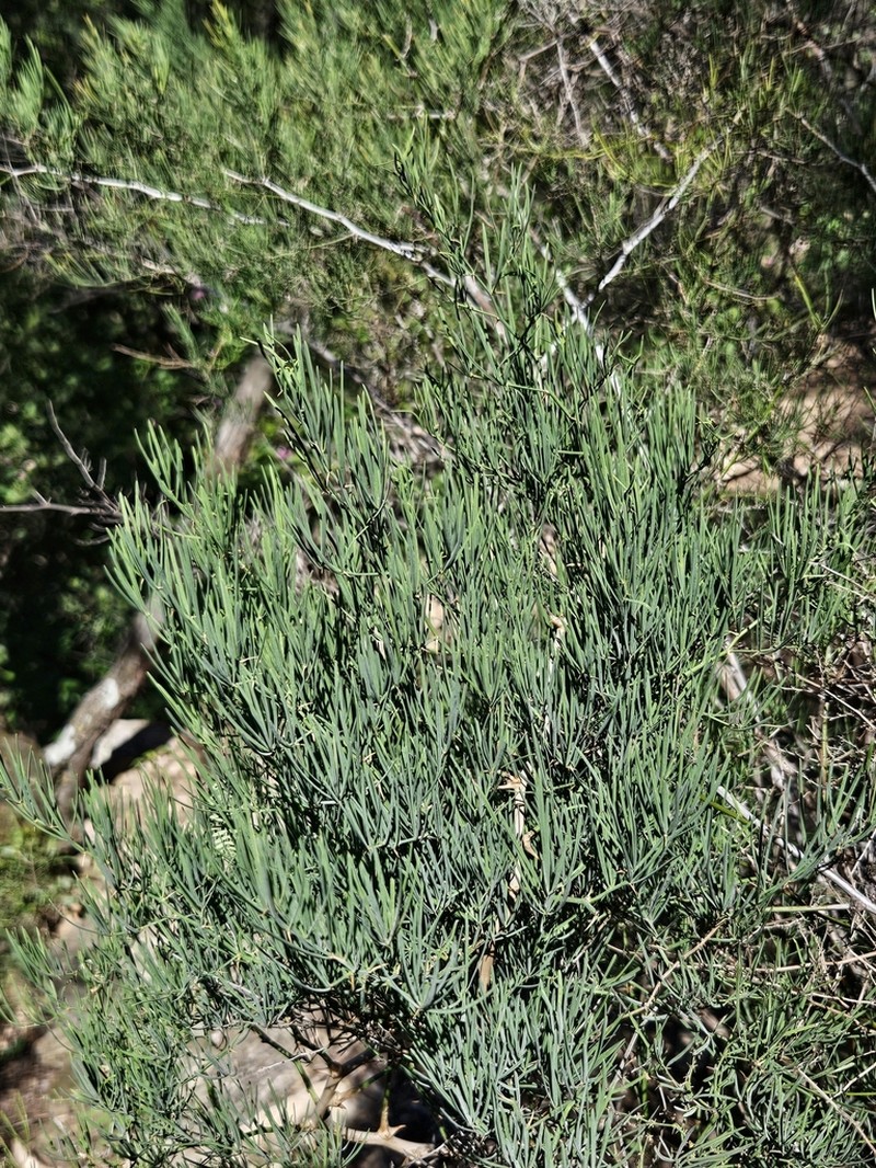 Asparagus transvaalensis