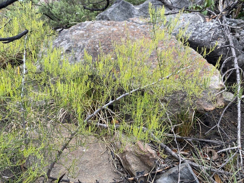 Asparagus transvaalensis photo 2