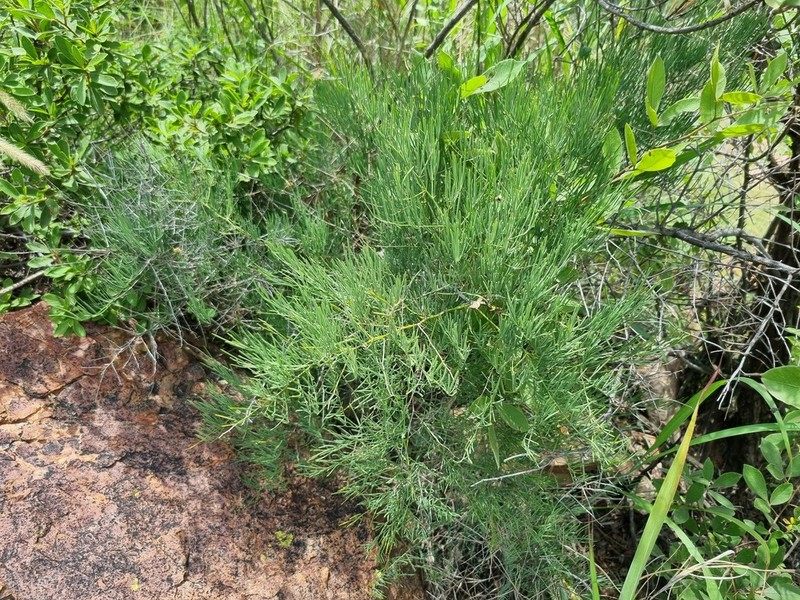 Asparagus transvaalensis photo 3