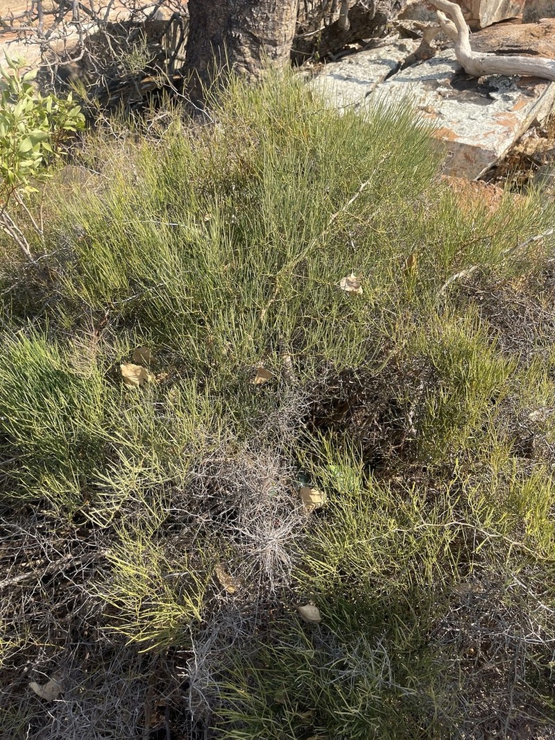 Asparagus transvaalensis photo 4
