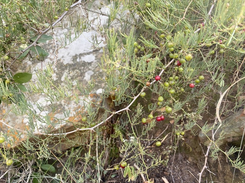Asparagus transvaalensis photo 5