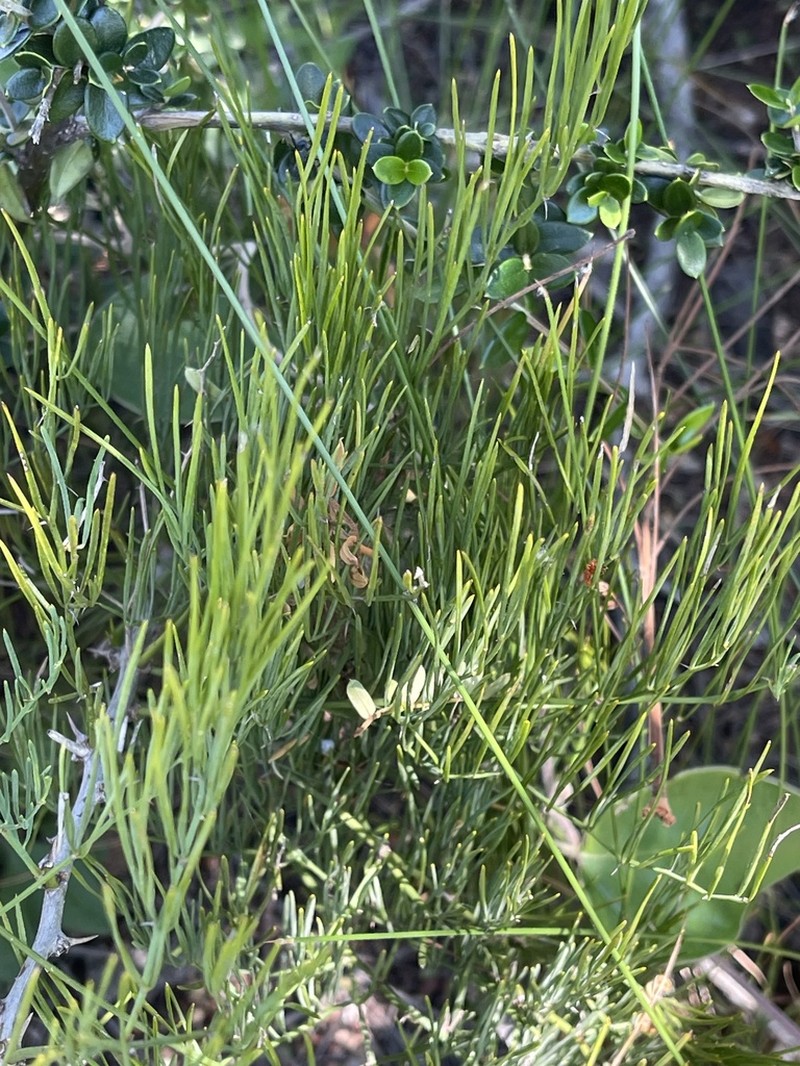 Asparagus transvaalensis photo 6