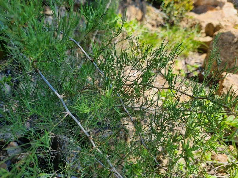 Asparagus transvaalensis photo 7