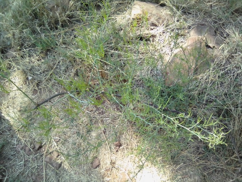 Asparagus transvaalensis photo 8