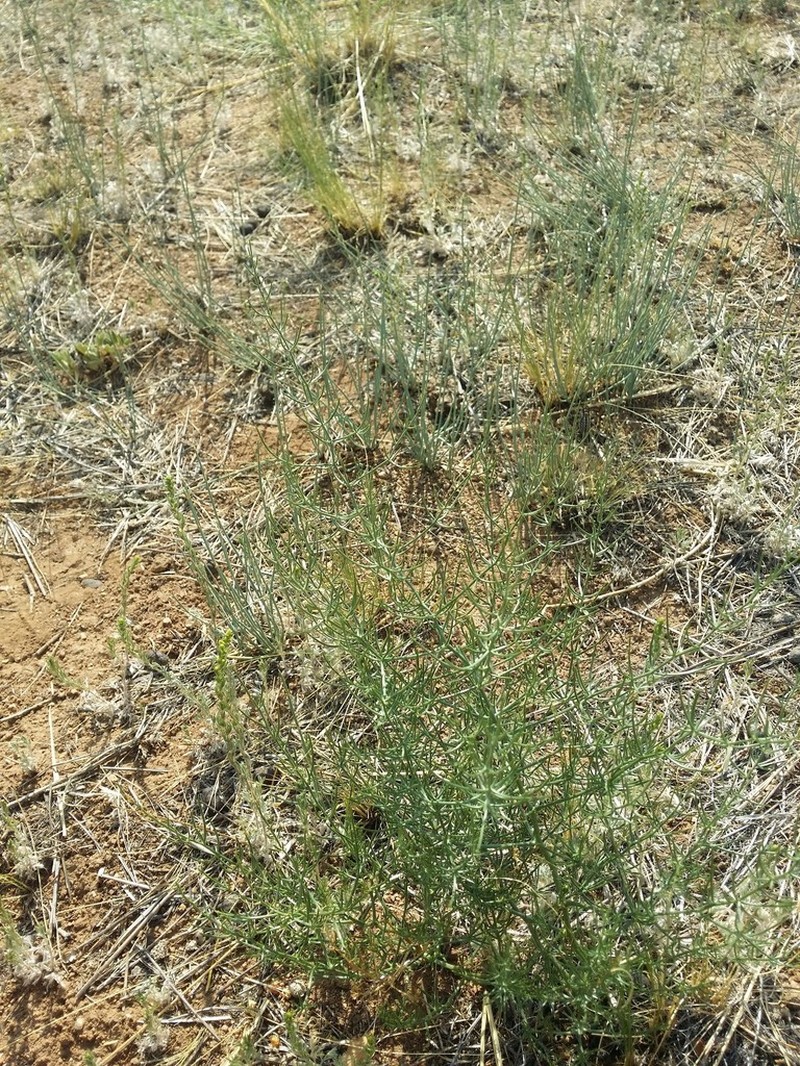 Asparagus trichophyllus