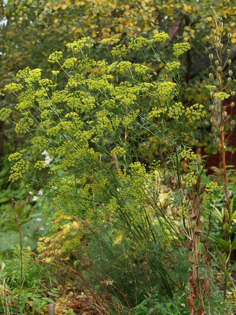 Asparagus trichophyllus photo 2