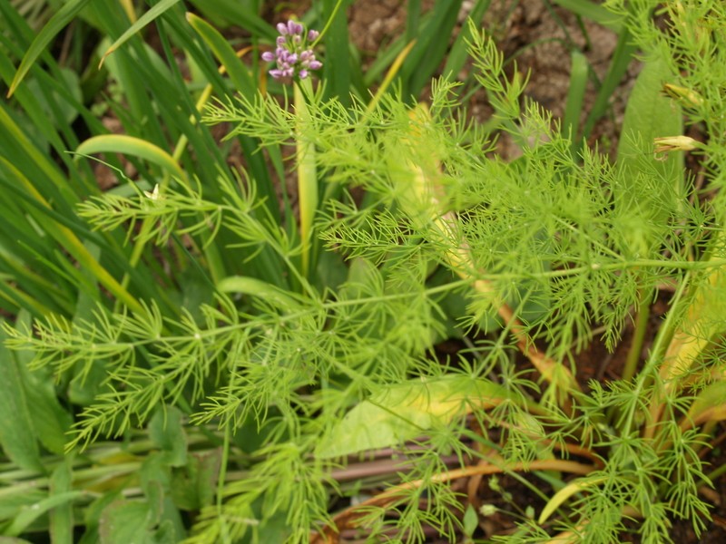 Asparagus trichophyllus photo 3
