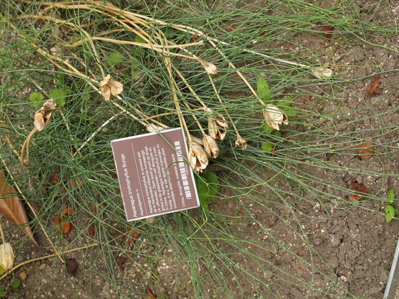 Asparagus trichophyllus photo 4