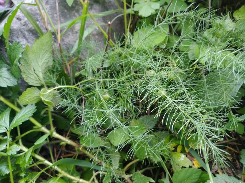 Asparagus trichophyllus photo 5