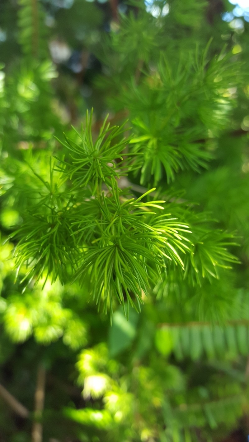Asparagus umbellatus