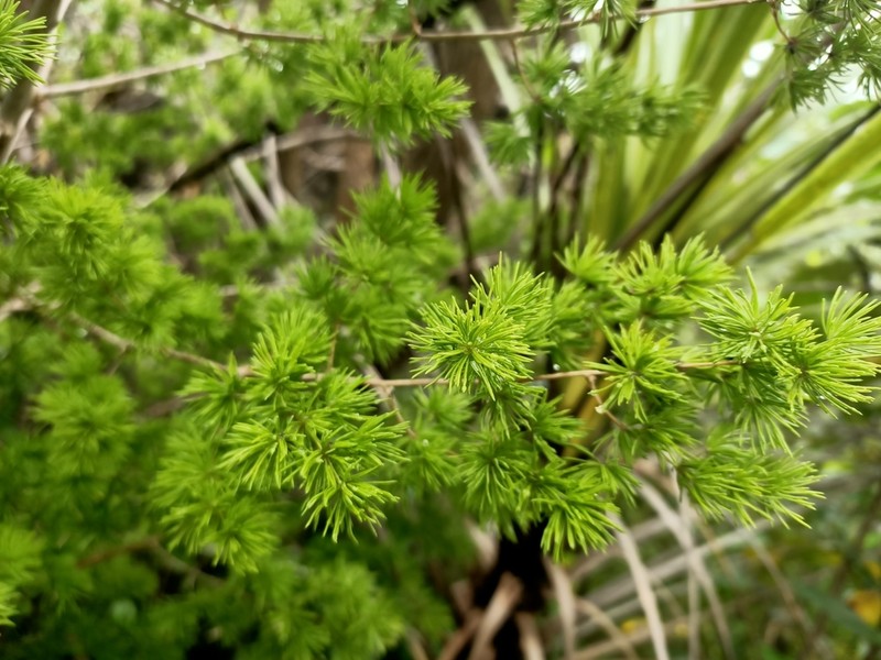 Asparagus umbellatus photo 4
