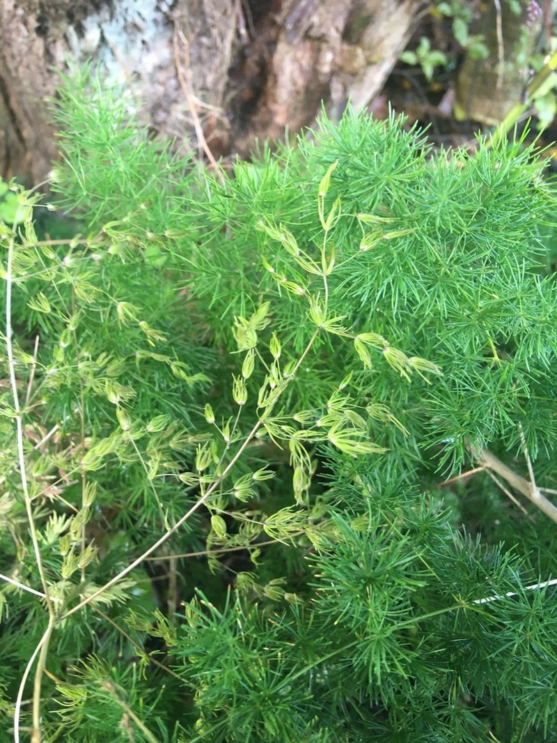 Asparagus umbellatus photo 5