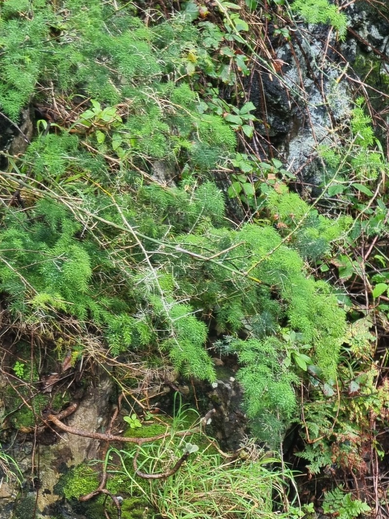 Asparagus umbellatus photo 8