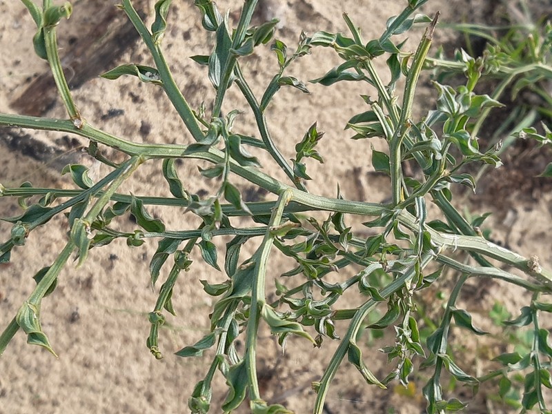 Asparagus undulatus