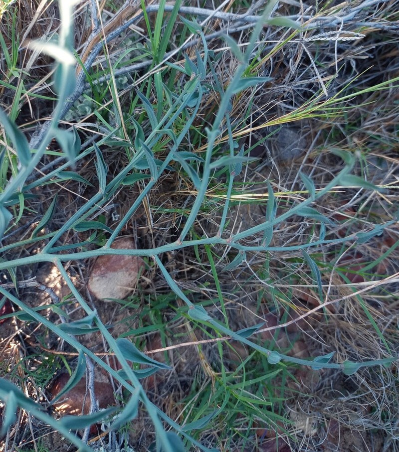 Asparagus undulatus photo 2