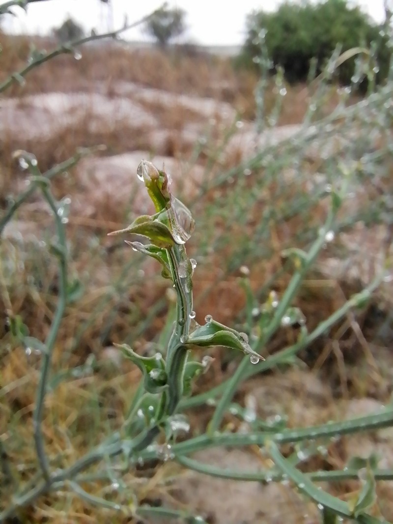 Asparagus undulatus photo 3