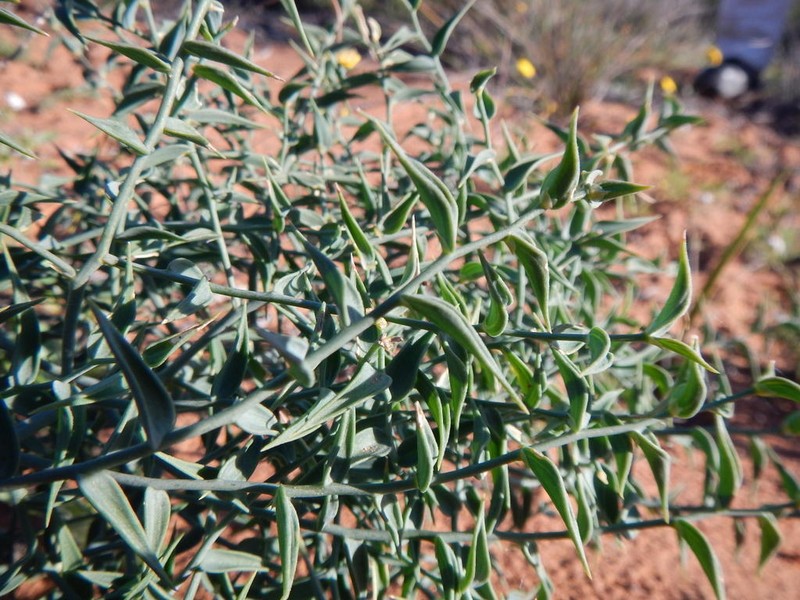 Asparagus undulatus photo 4