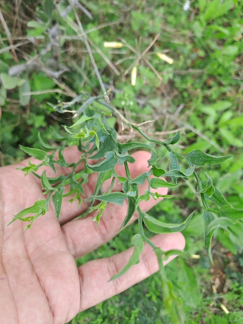 Asparagus undulatus photo 5