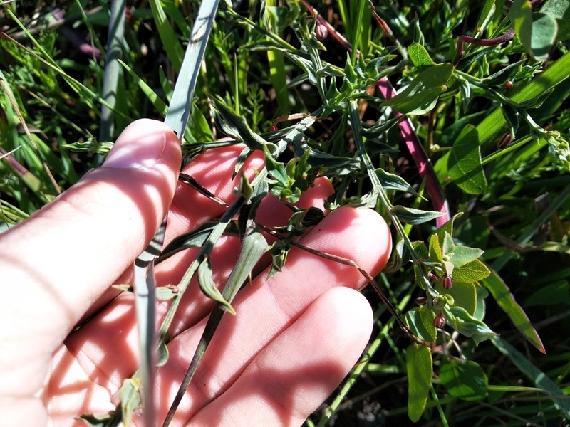 Asparagus undulatus photo 6