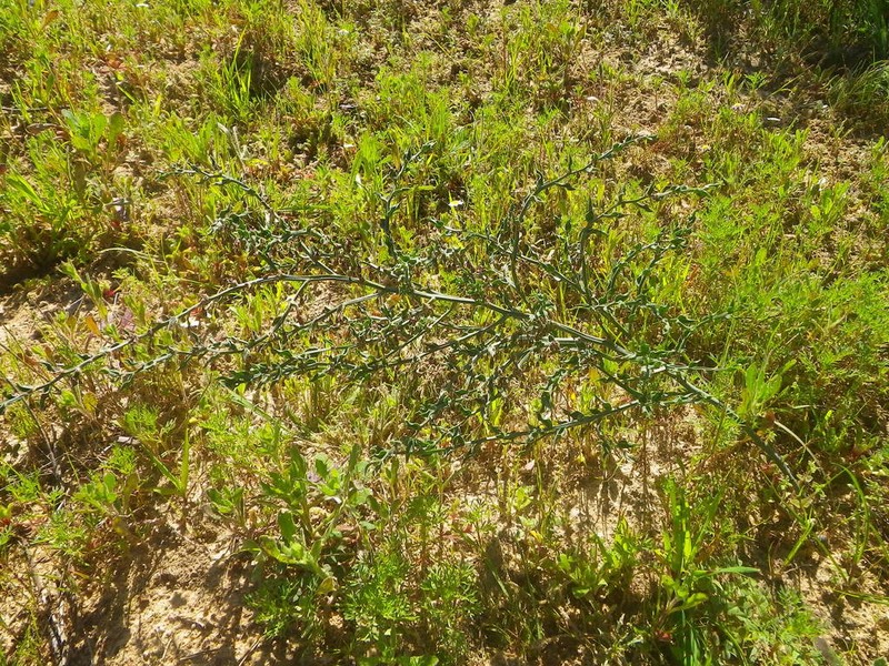 Asparagus undulatus photo 7