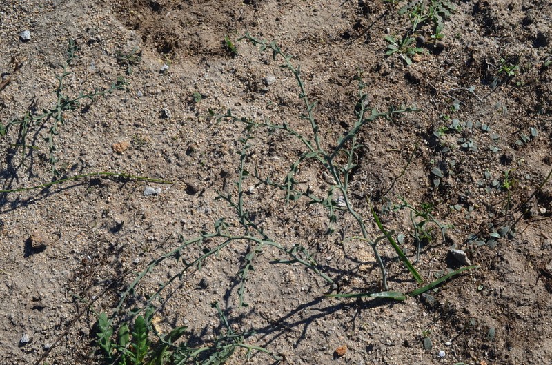 Asparagus undulatus photo 8