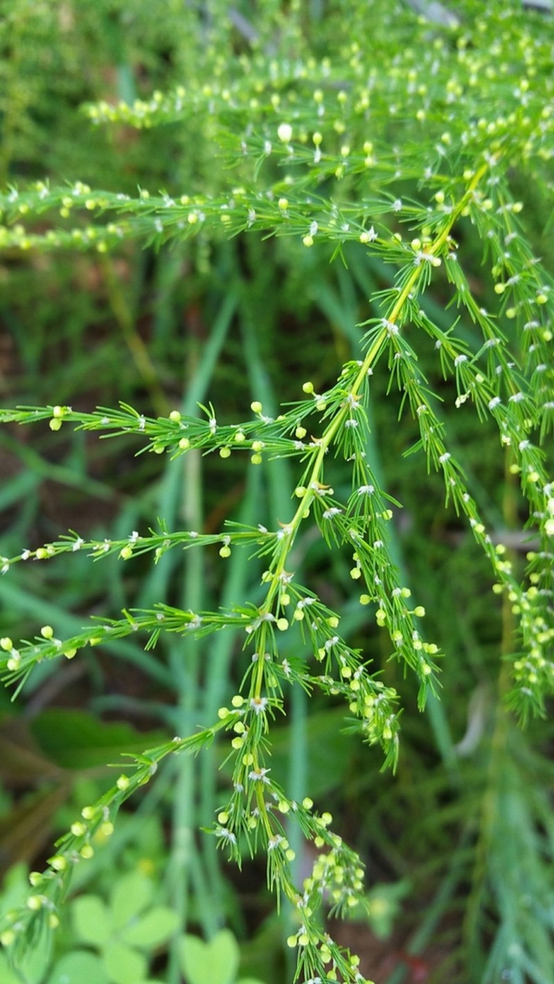 Asparagus vaginellatus