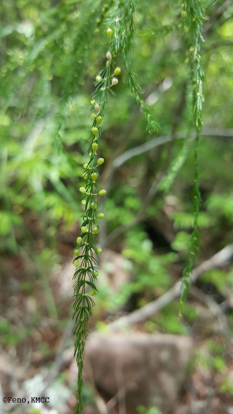 Asparagus vaginellatus photo 2