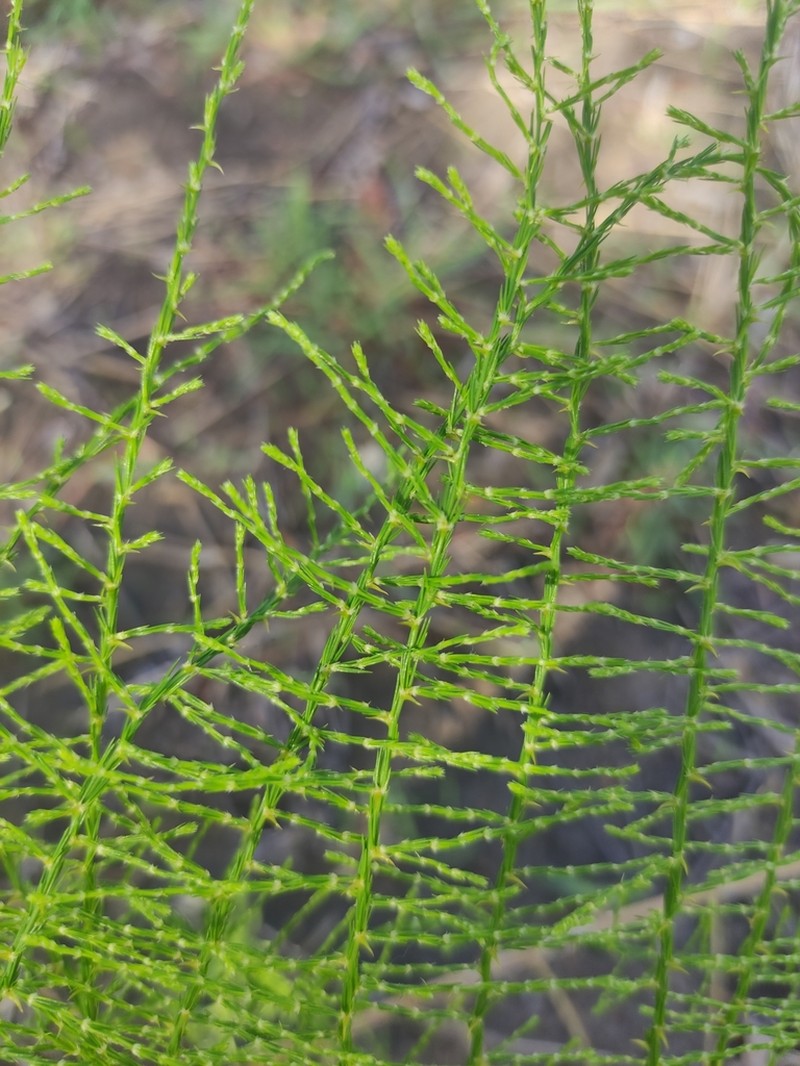 Asparagus vaginellatus photo 4