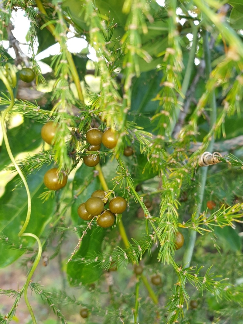 Asparagus vaginellatus photo 5