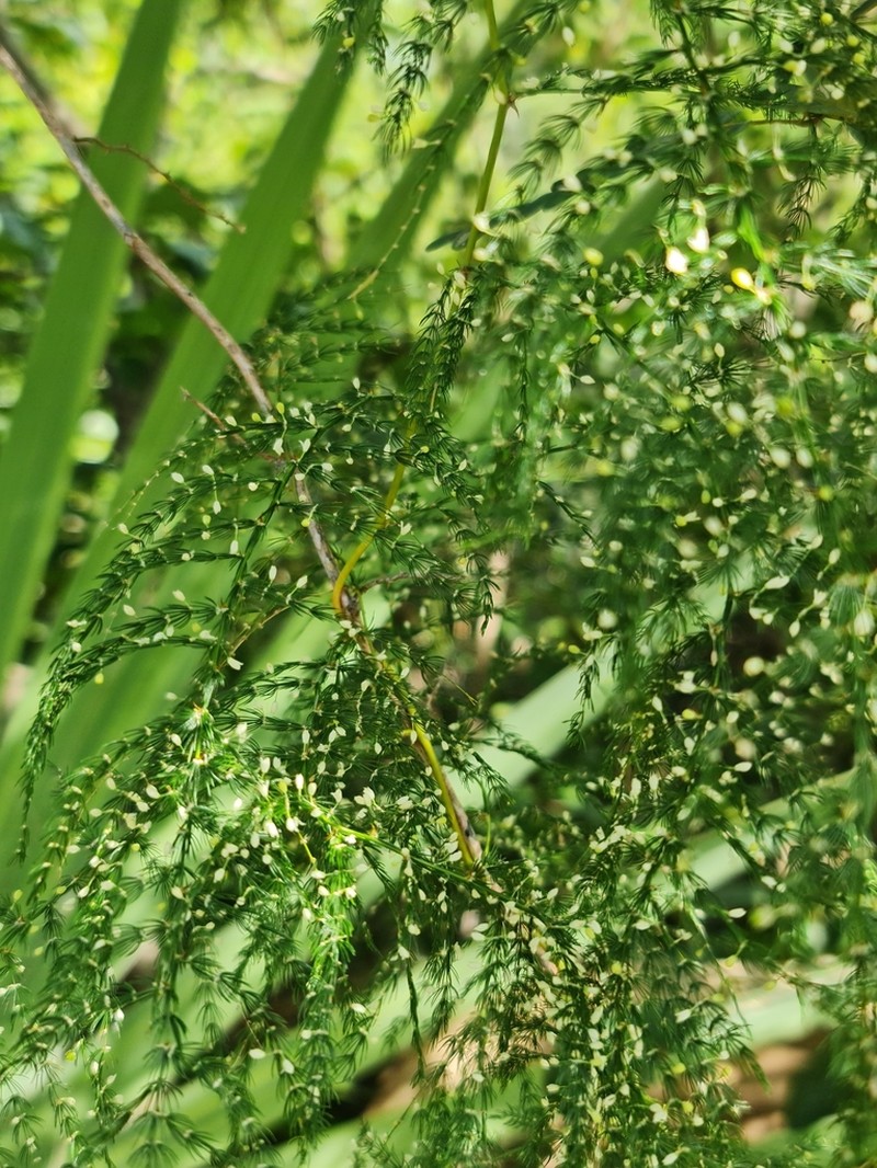 Asparagus vaginellatus photo 8