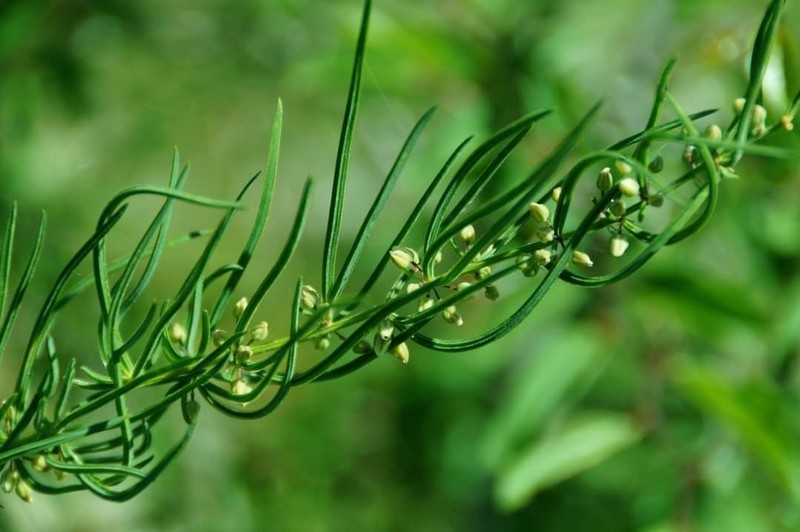 Asparagus verticillatus