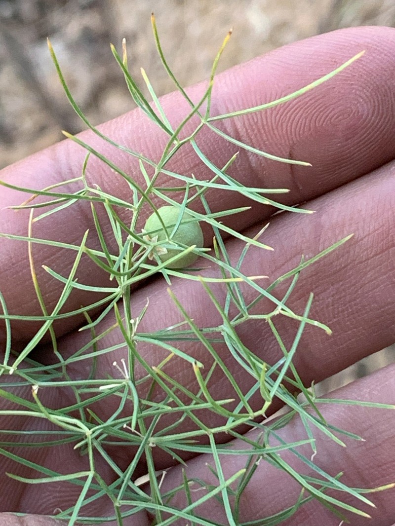 Asparagus verticillatus photo 2