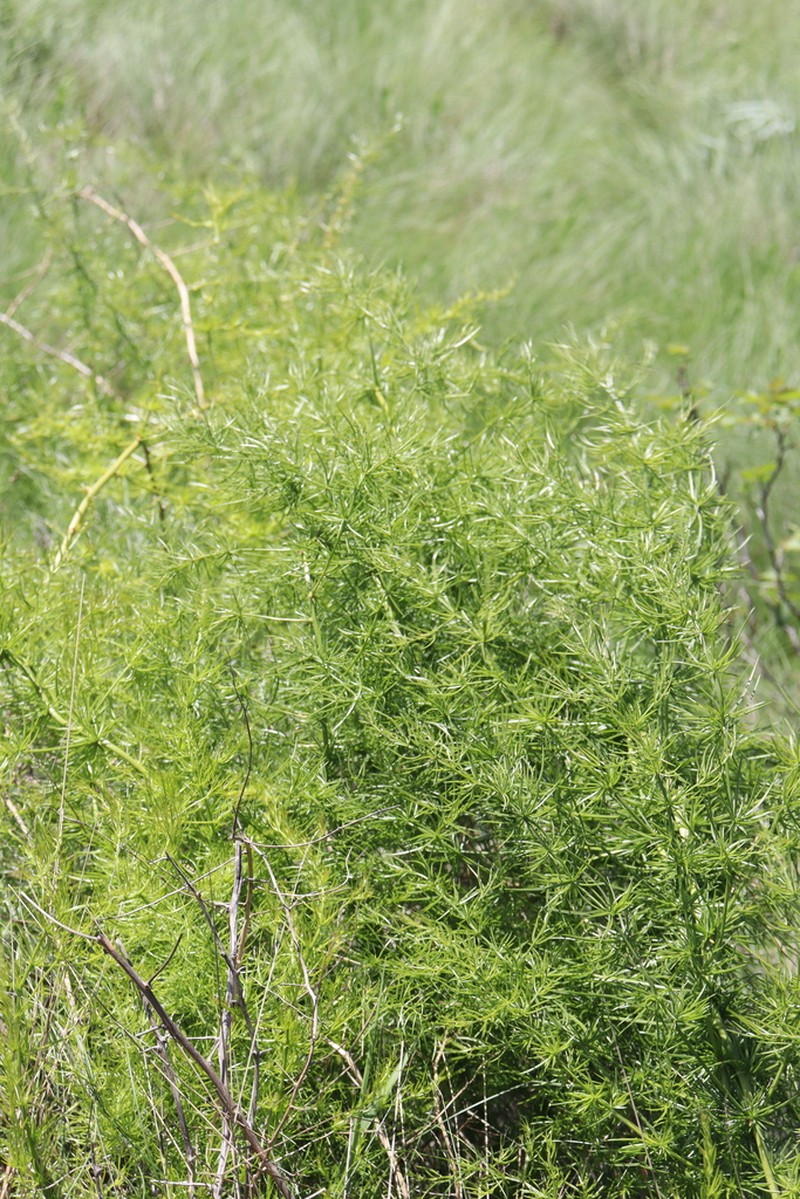 Asparagus verticillatus photo 3
