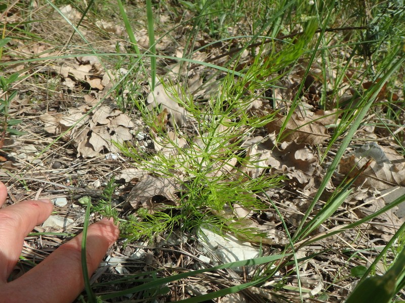 Asparagus verticillatus photo 4