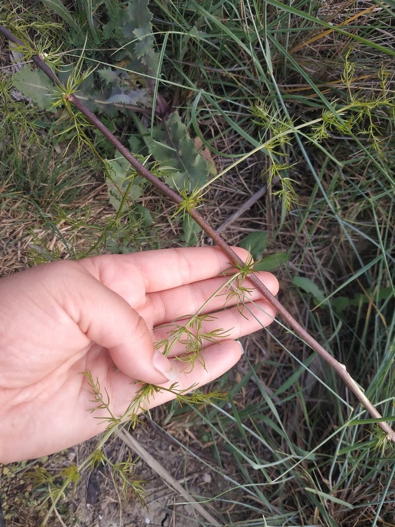 Asparagus verticillatus photo 5