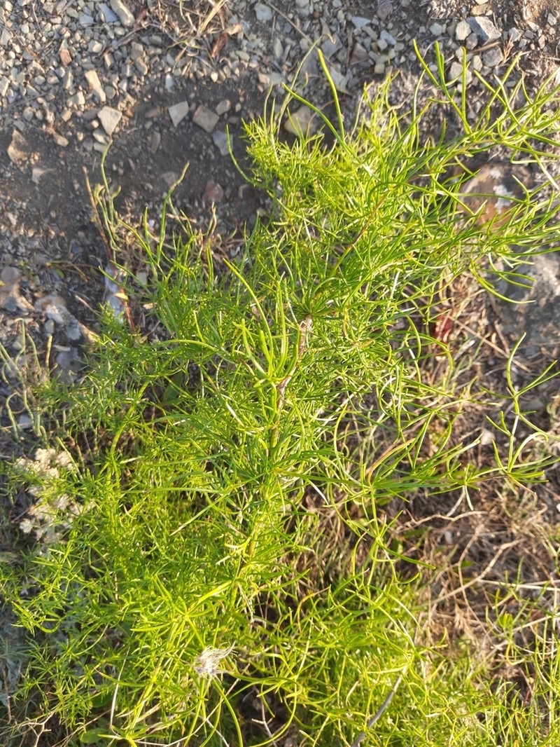 Asparagus verticillatus photo 6