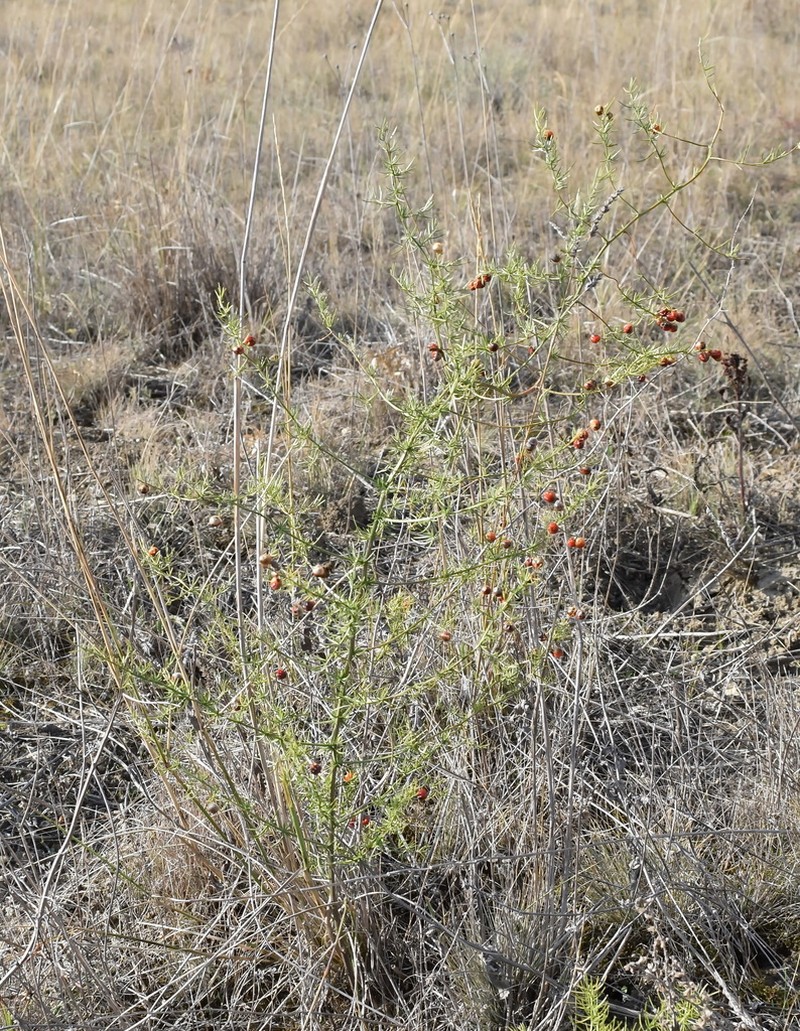 Asparagus verticillatus photo 7