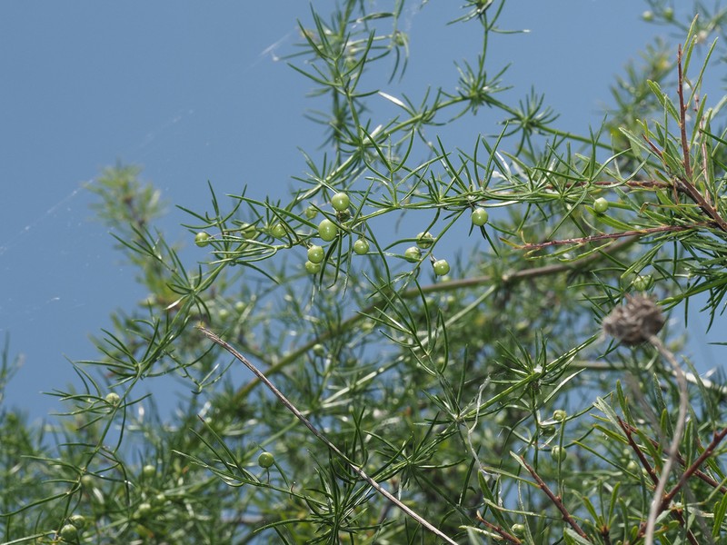 Asparagus verticillatus photo 8