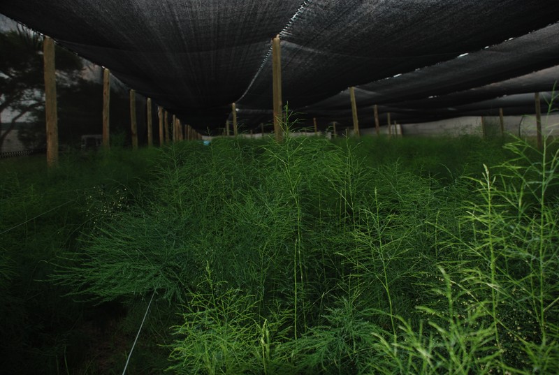Asparagus virgatus