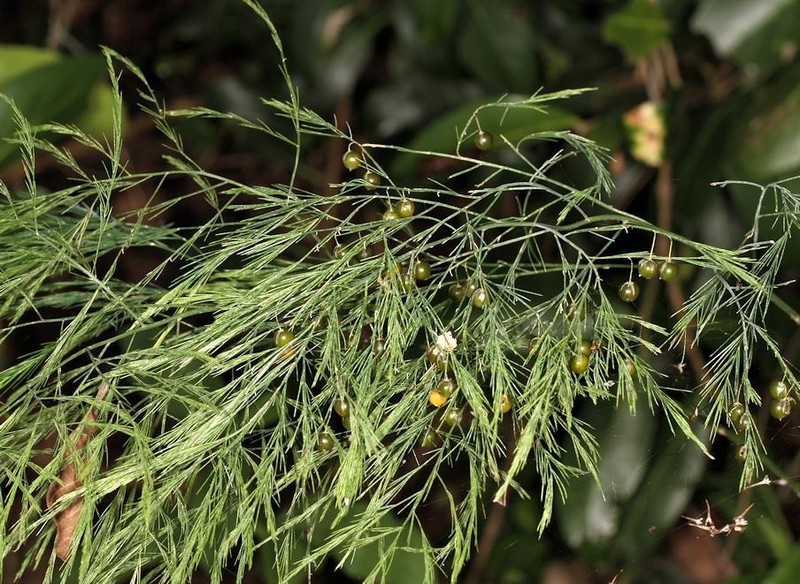 Asparagus virgatus photo 2