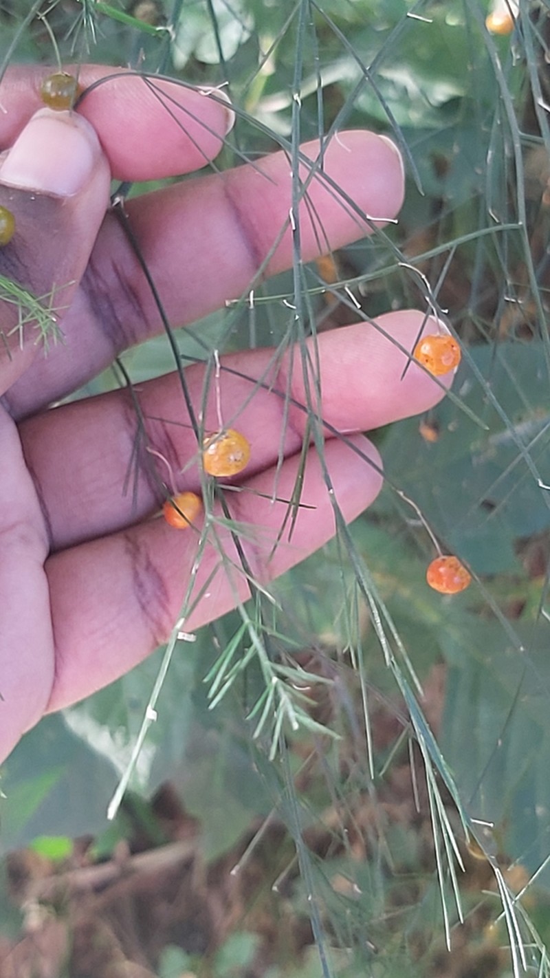 Asparagus virgatus photo 3