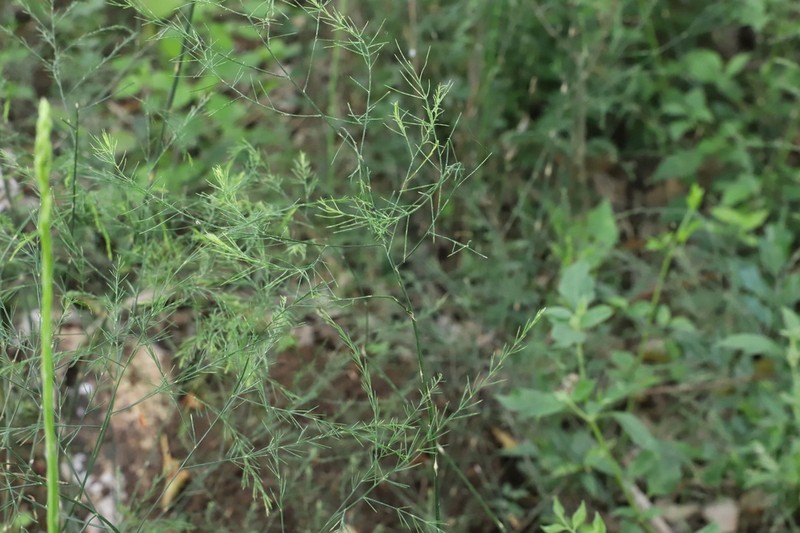 Asparagus virgatus photo 4