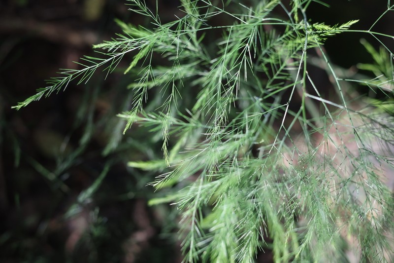 Asparagus virgatus photo 5