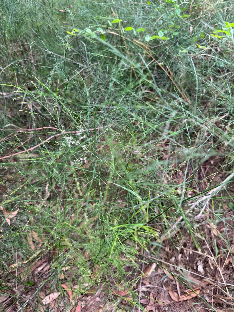 Asparagus virgatus photo 6