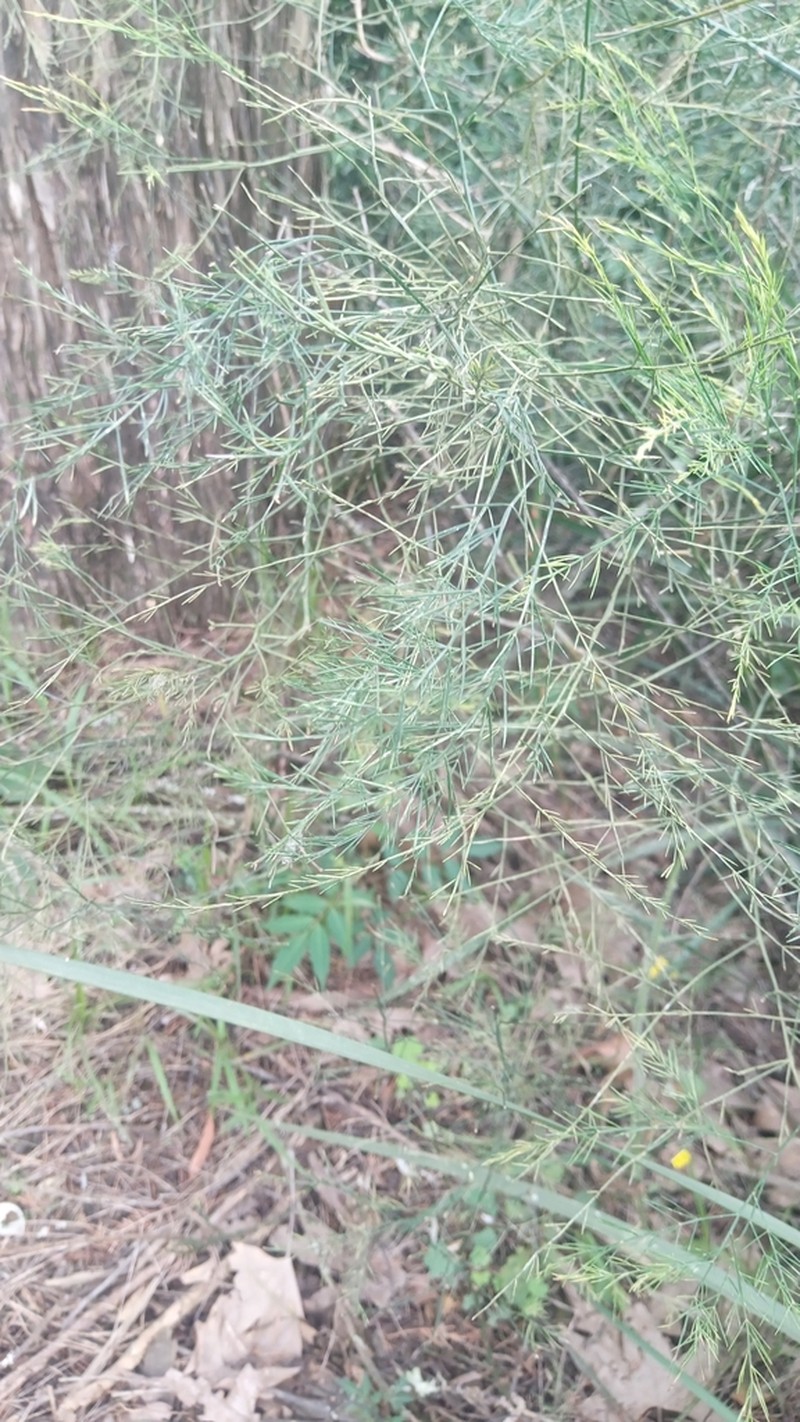 Asparagus virgatus photo 7